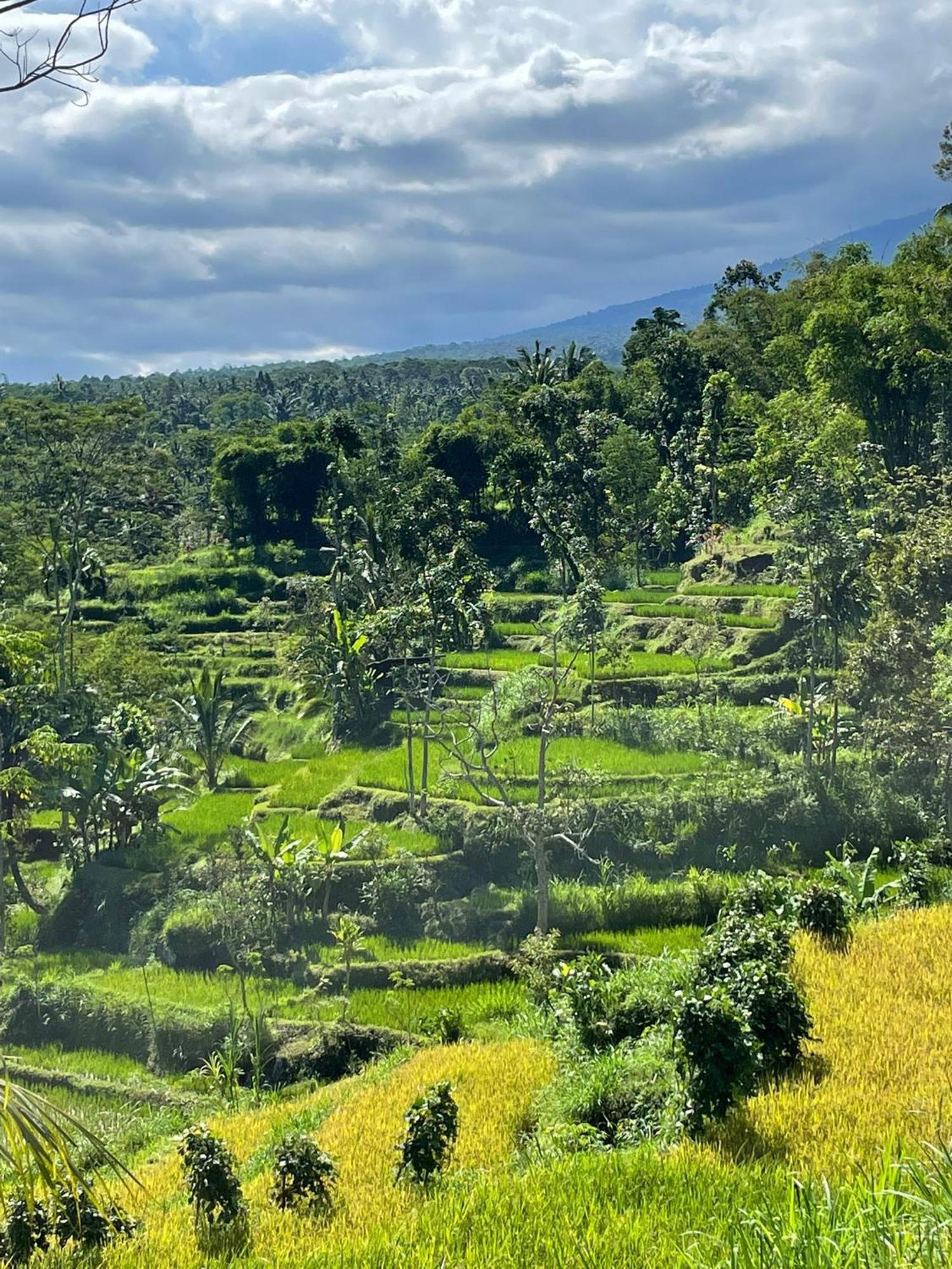 New Rinjani Homestay Tetebatu Ngoại thất bức ảnh