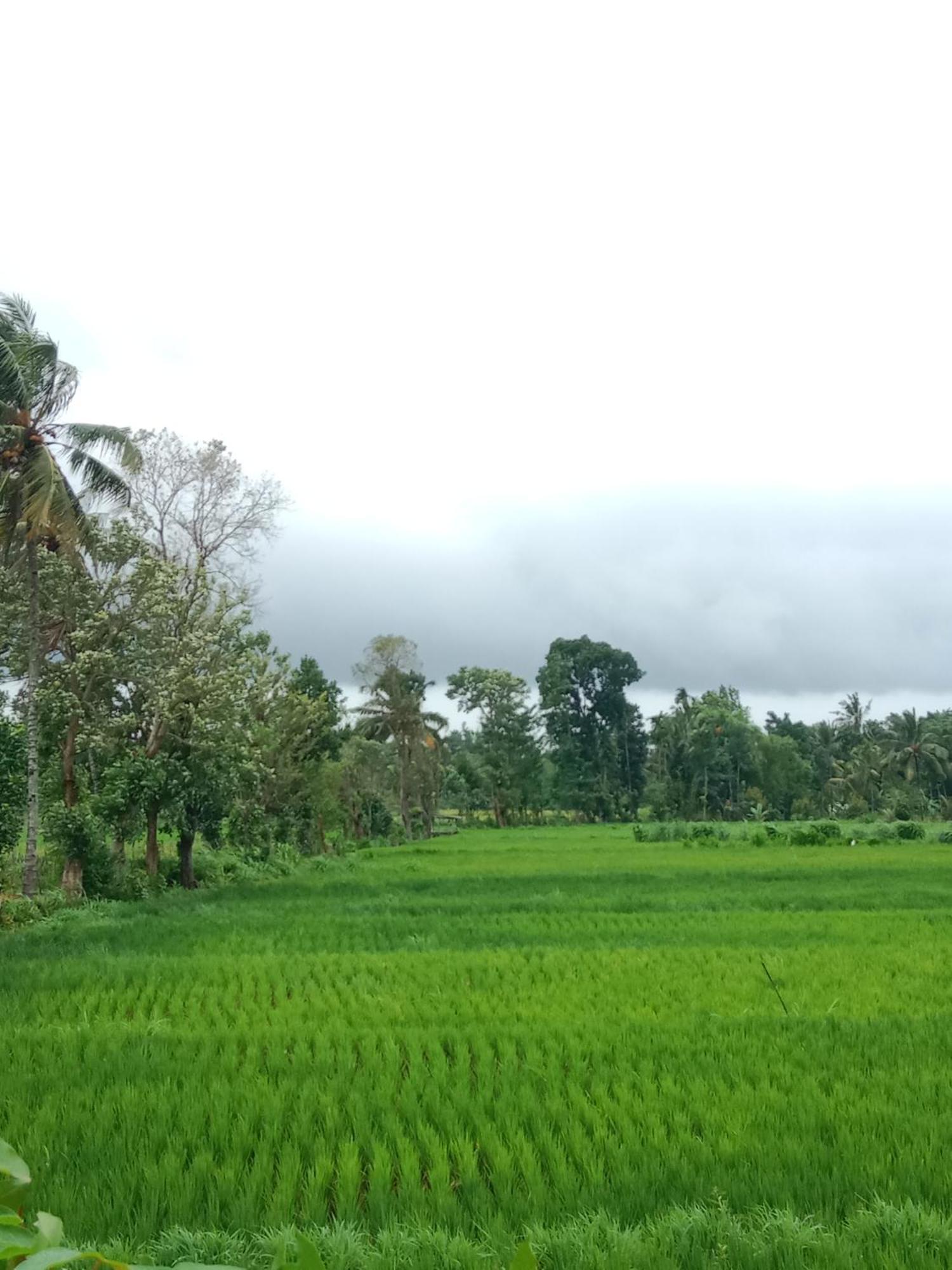 New Rinjani Homestay Tetebatu Ngoại thất bức ảnh